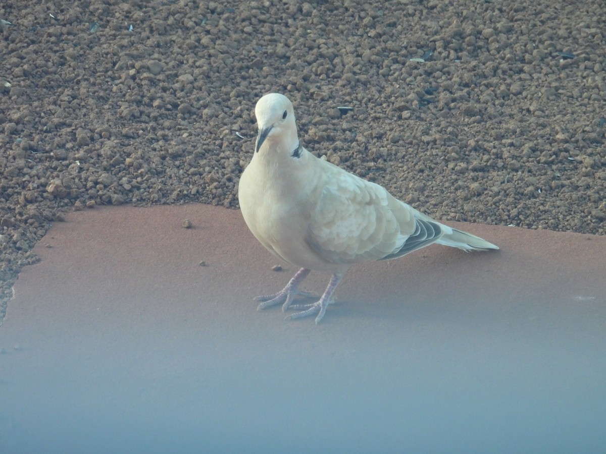Eurasian Collared-Dove - ML618685601