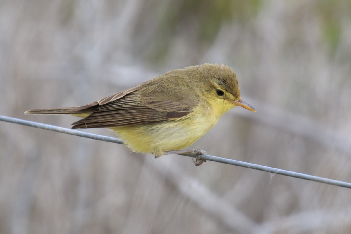 Melodious Warbler - ML618685602