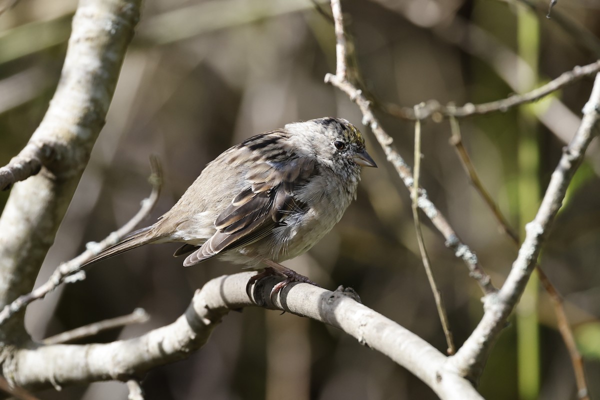 Golden-crowned Sparrow - Lorna Aynbinder