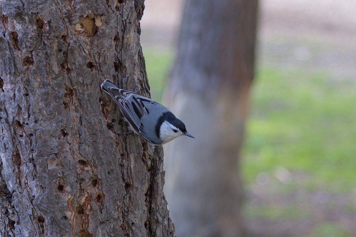 White-breasted Nuthatch - ML618685674