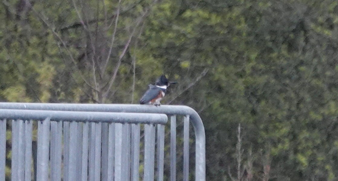 Belted Kingfisher - ML618685676