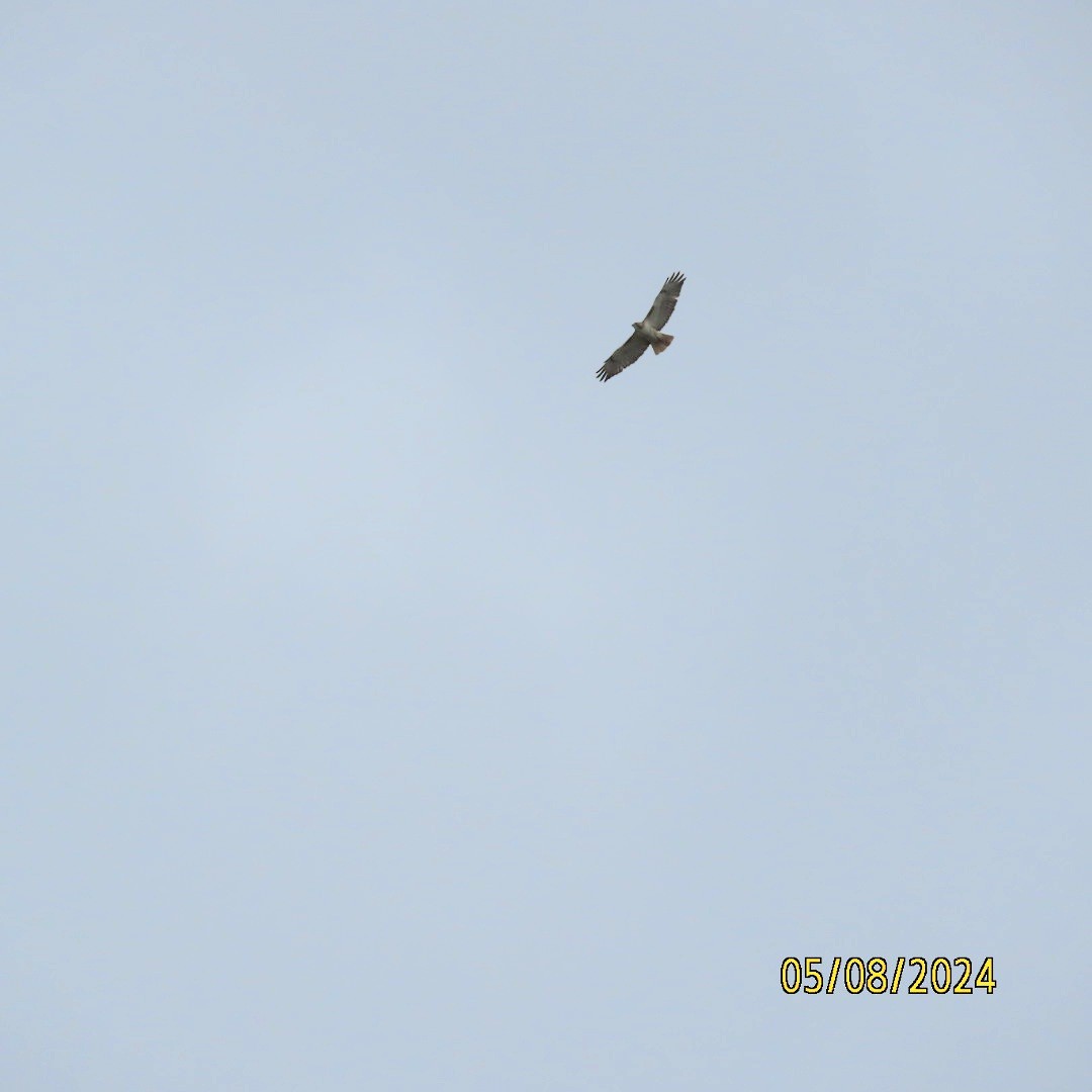 Red-tailed Hawk - ML618685686