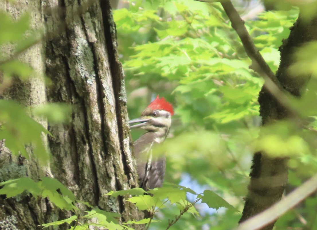 Pileated Woodpecker - ML618685700