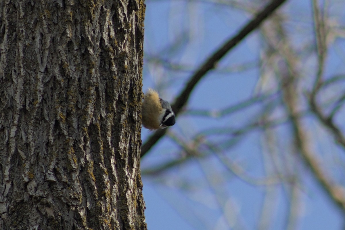 Red-breasted Nuthatch - ML618685701