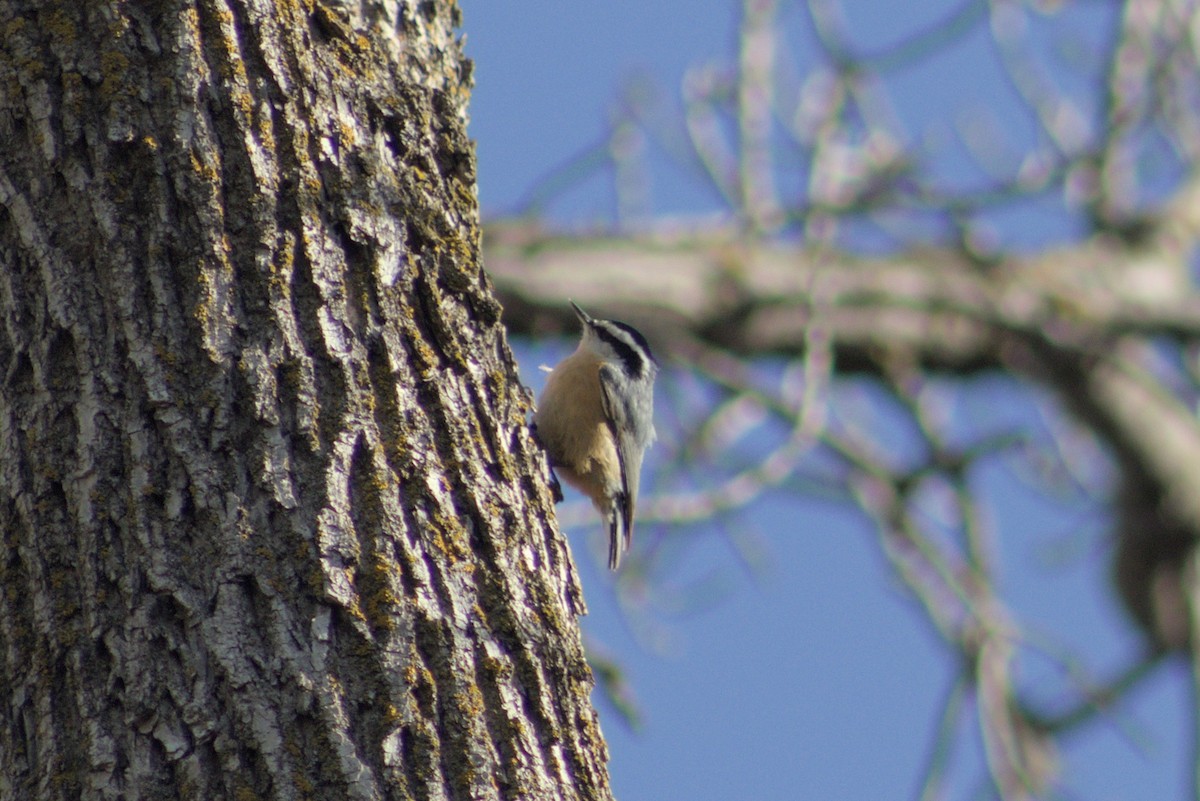 Red-breasted Nuthatch - ML618685702