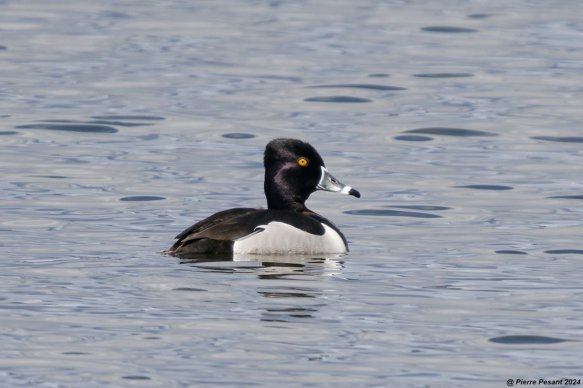Ring-necked Duck - ML618685710