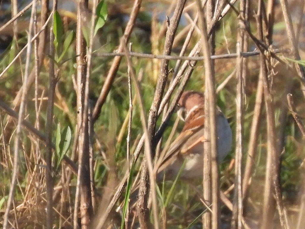Eurasian Tree Sparrow - ML618685727