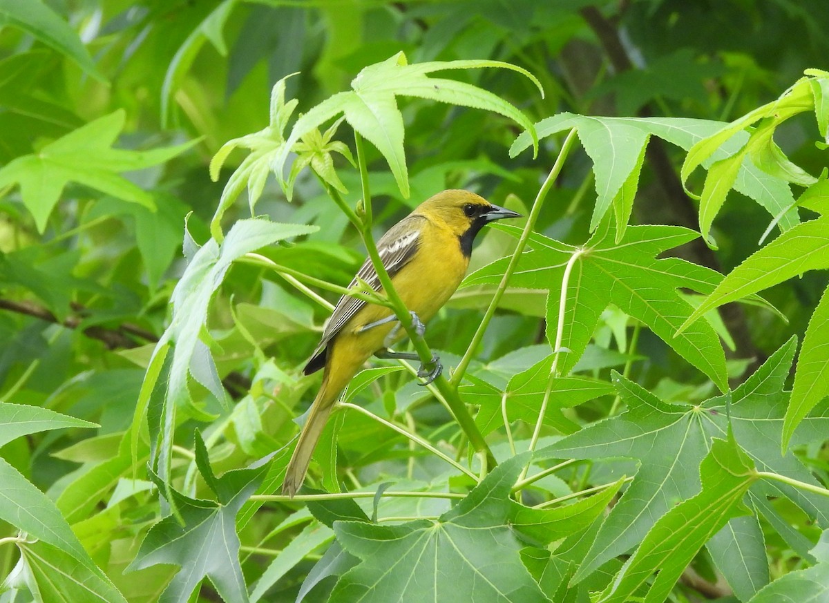 Orchard Oriole - ML618685732