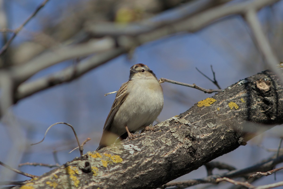 Chipping Sparrow - ML618685761