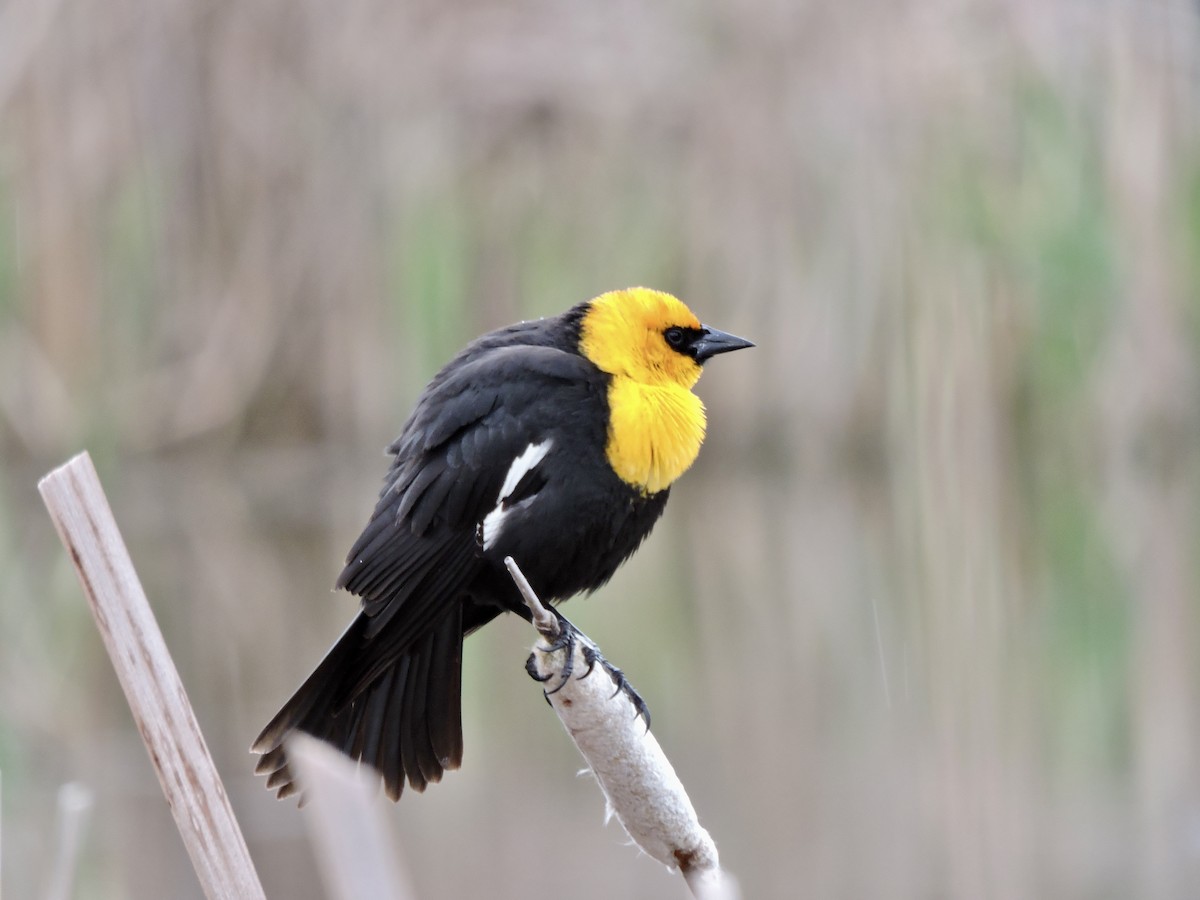 Yellow-headed Blackbird - ML618685767