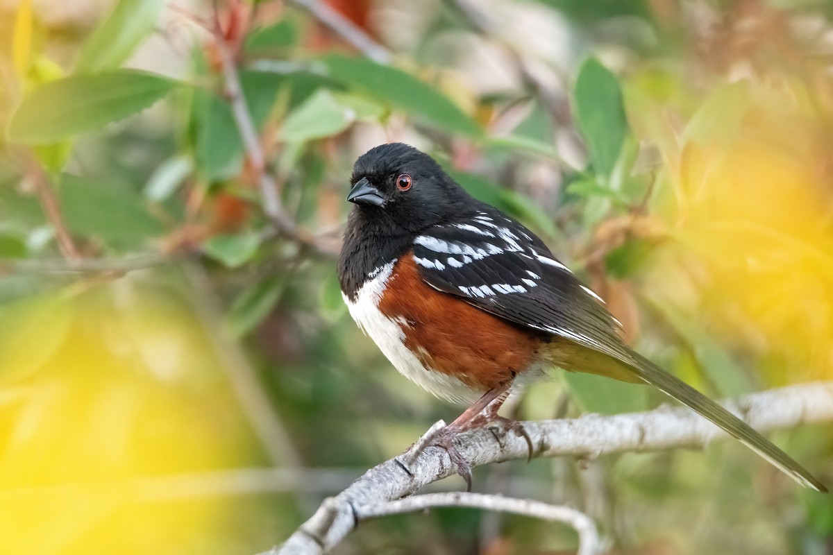 Spotted Towhee - ML618685772