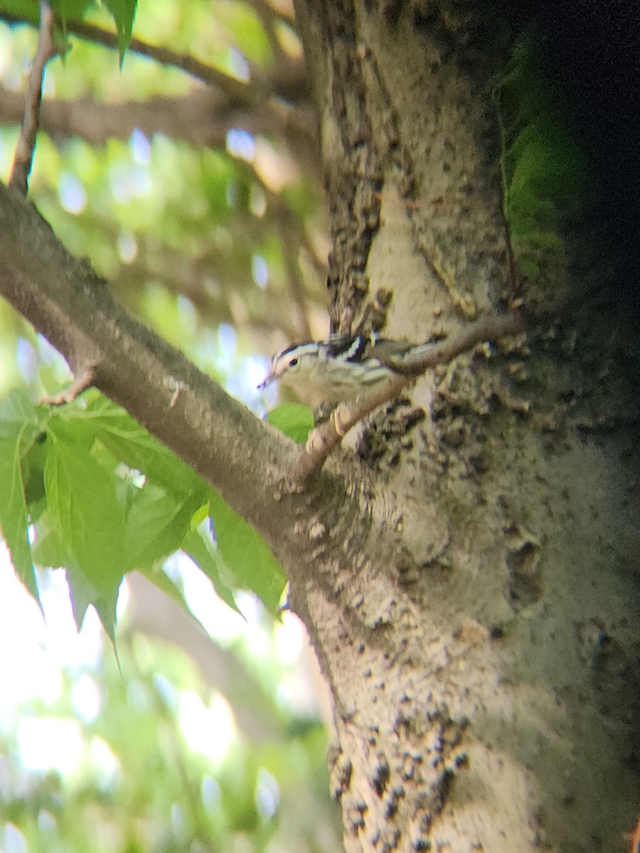 Black-and-white Warbler - ML618685793
