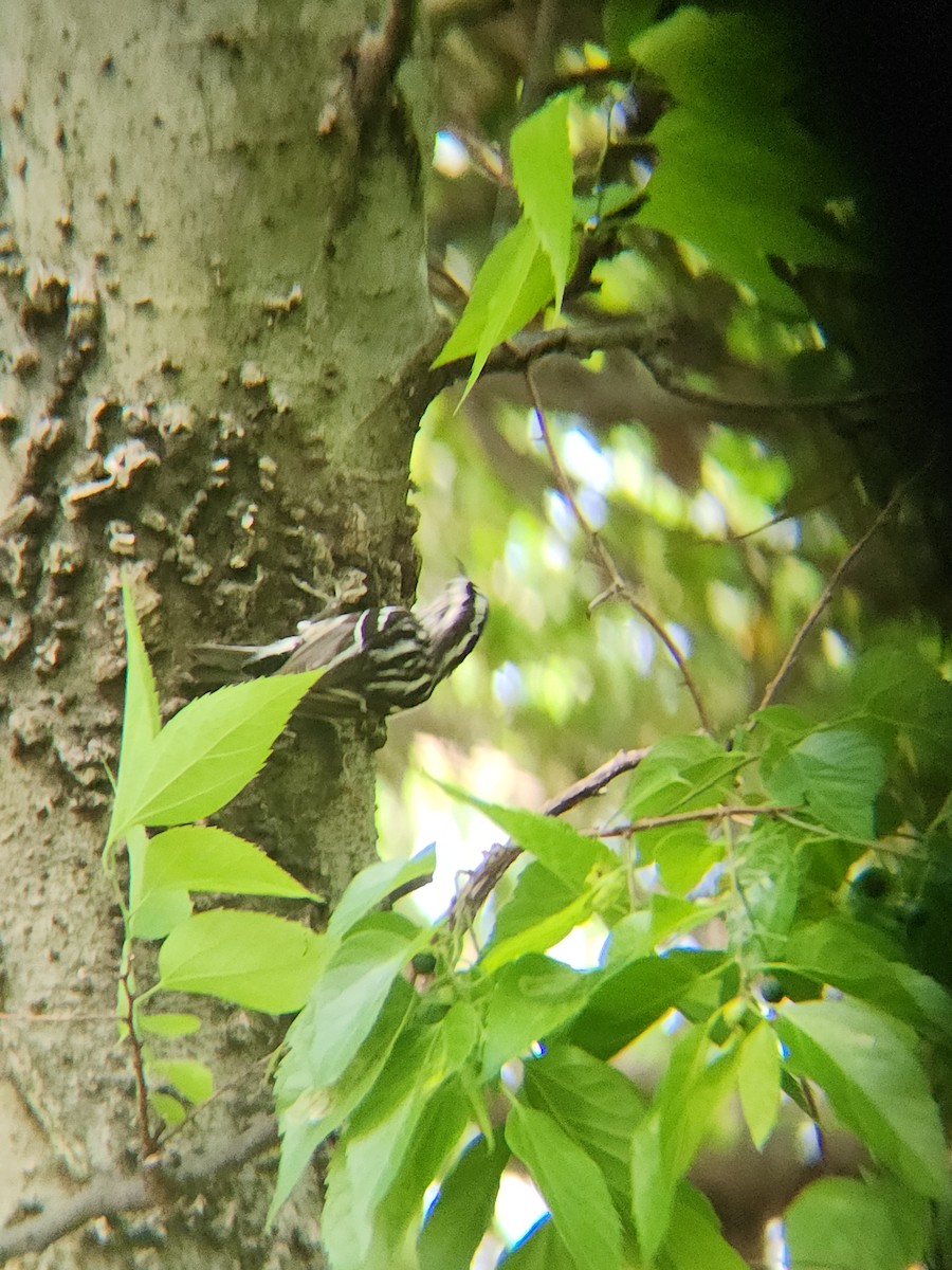Black-and-white Warbler - ML618685794