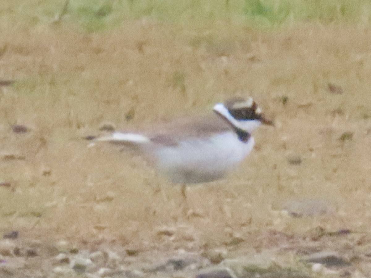 Little Ringed Plover (curonicus) - ML618685799