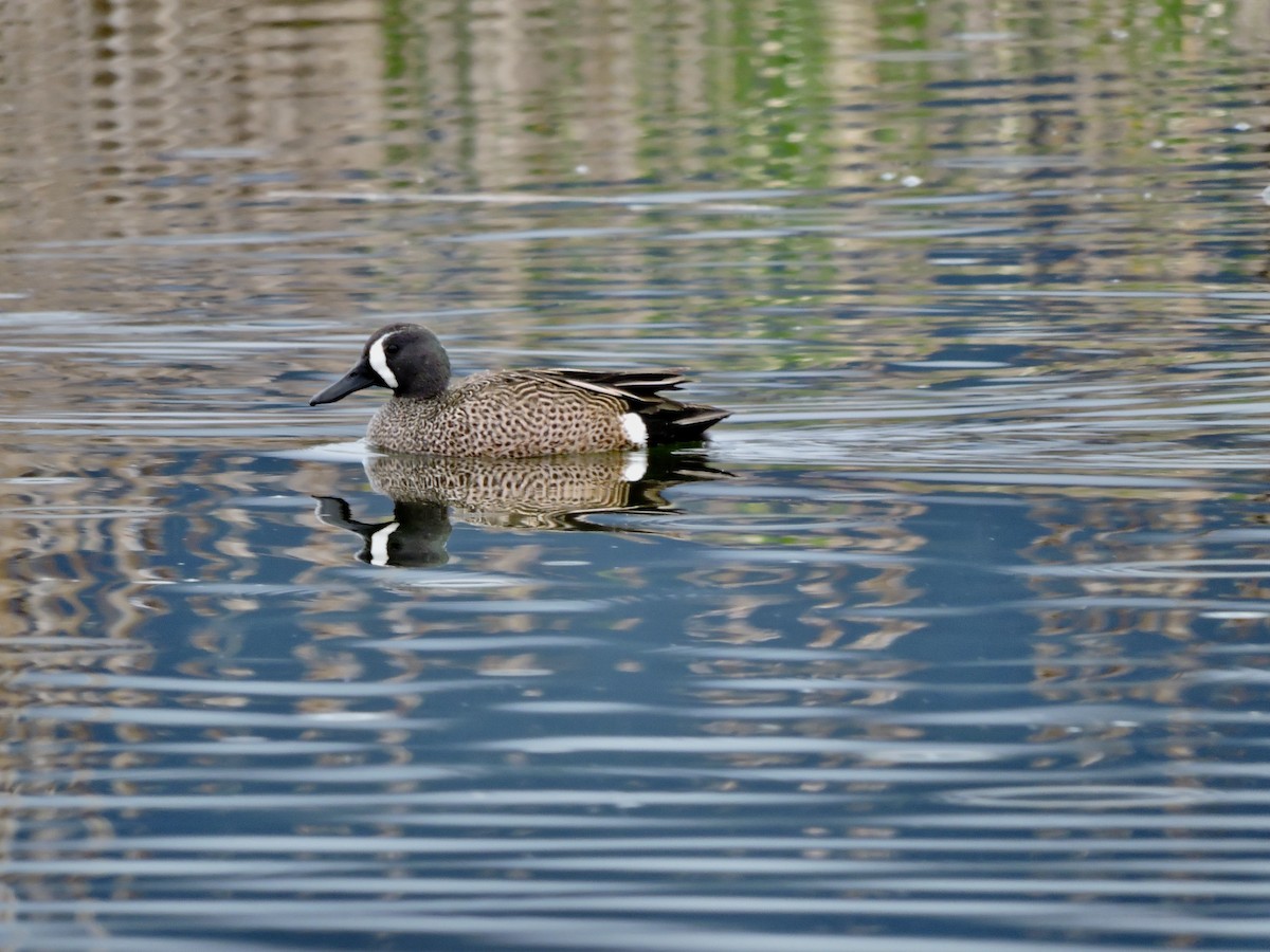 Blue-winged Teal - ML618685809
