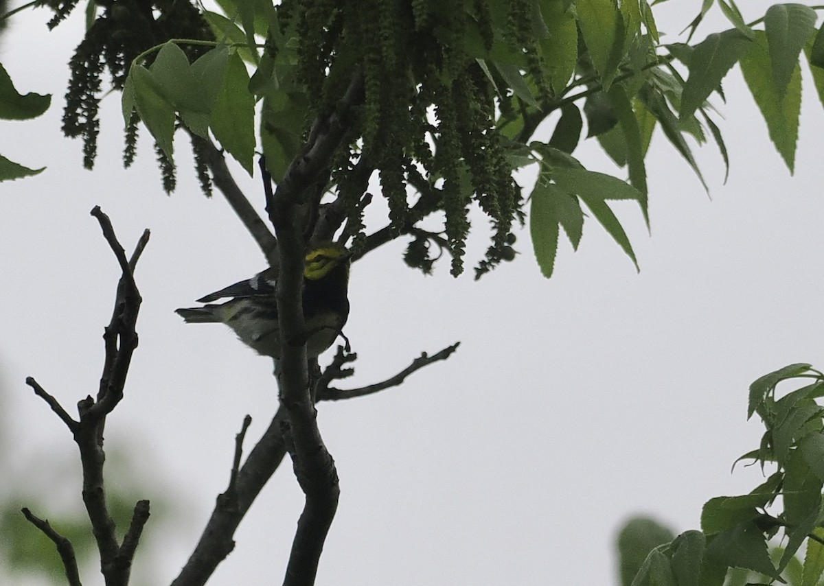 Black-throated Green Warbler - ML618685855
