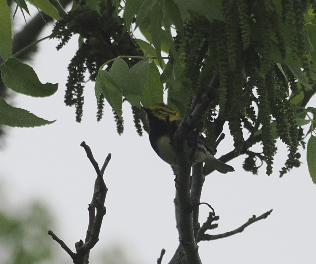 Black-throated Green Warbler - ML618685858