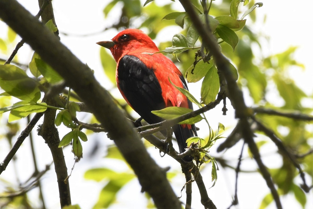 Scarlet Tanager - ML618685889