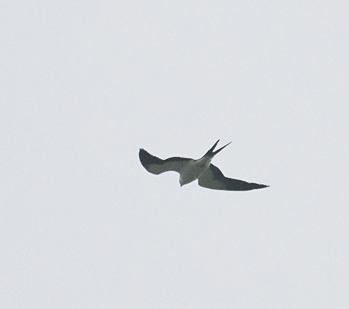 Swallow-tailed Kite - ML618685894