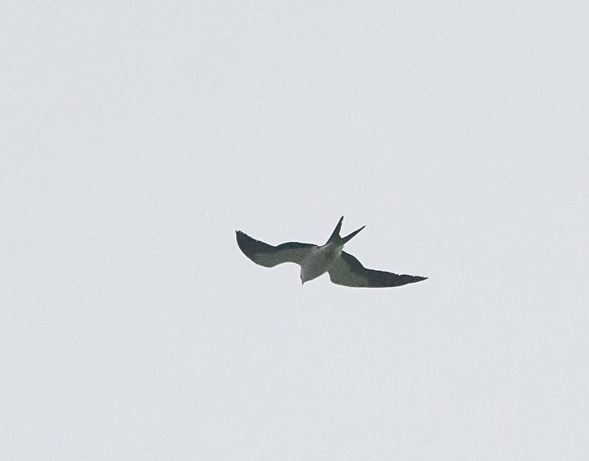 Swallow-tailed Kite - ML618685895