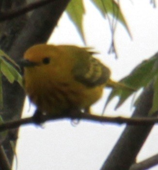 Yellow Warbler (Northern) - ML618685904