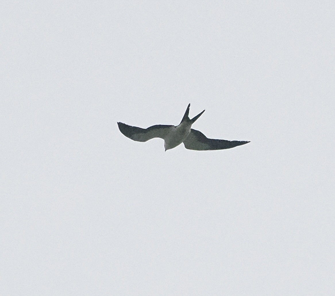 Swallow-tailed Kite - ML618685905
