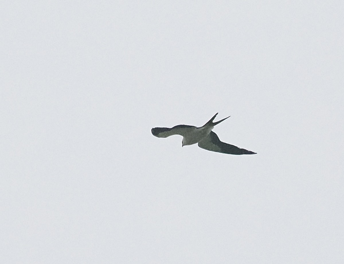 Swallow-tailed Kite - ML618685907