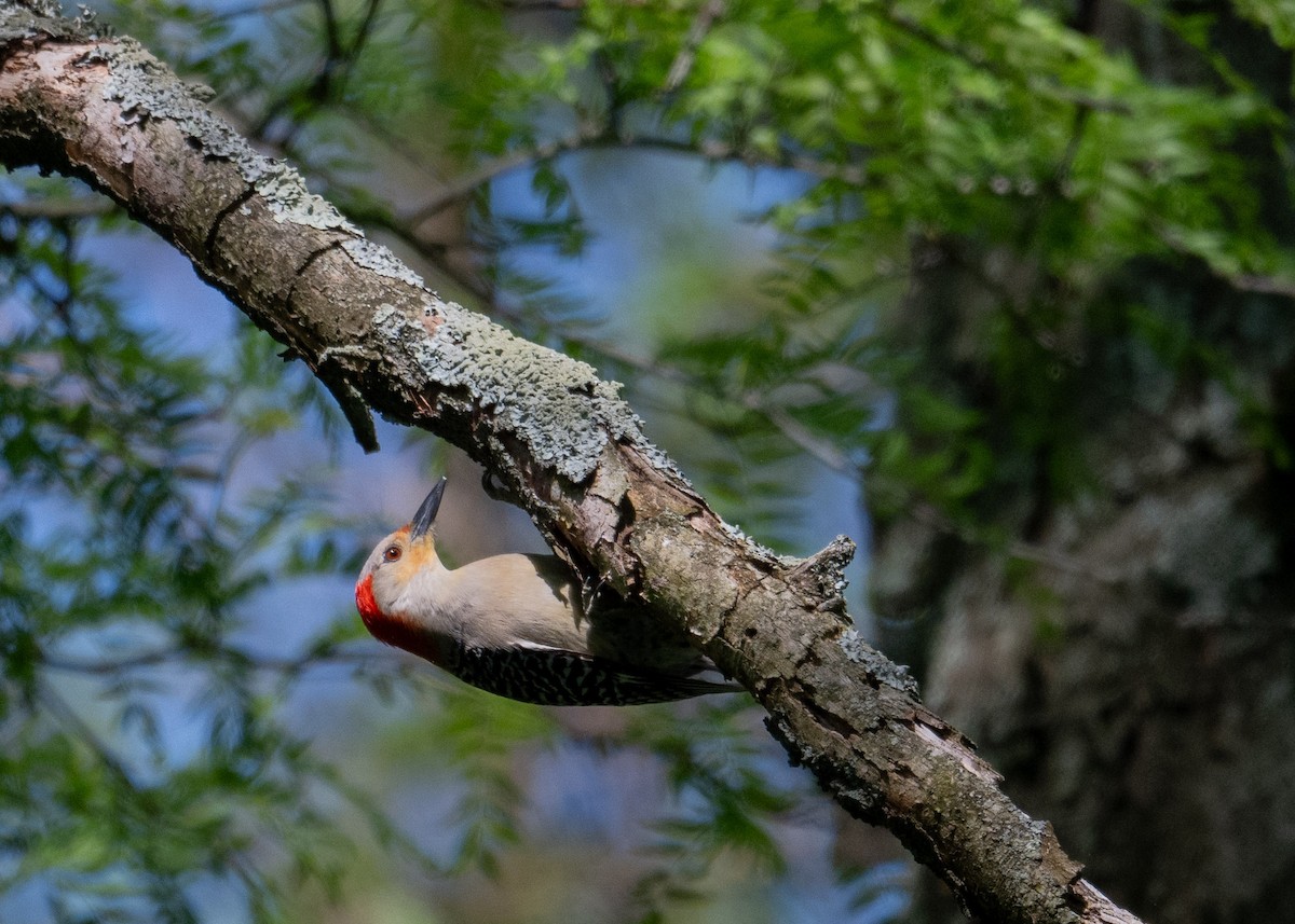 Red-bellied Woodpecker - ML618685962