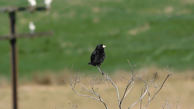 Spectacled Tyrant - ML618685971