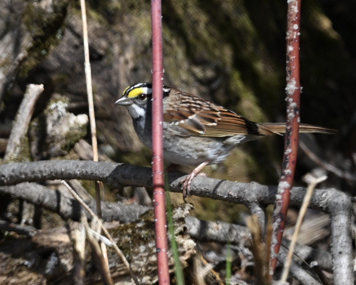 White-throated Sparrow - ML618686020