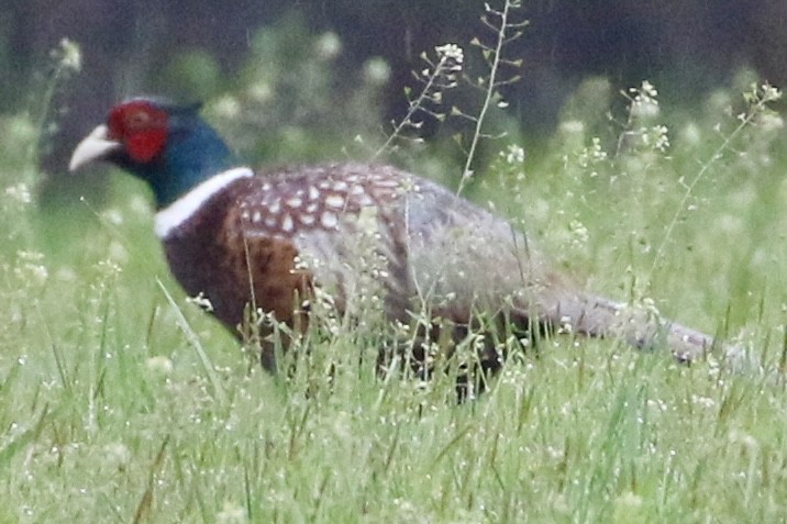Ring-necked Pheasant - ML618686024