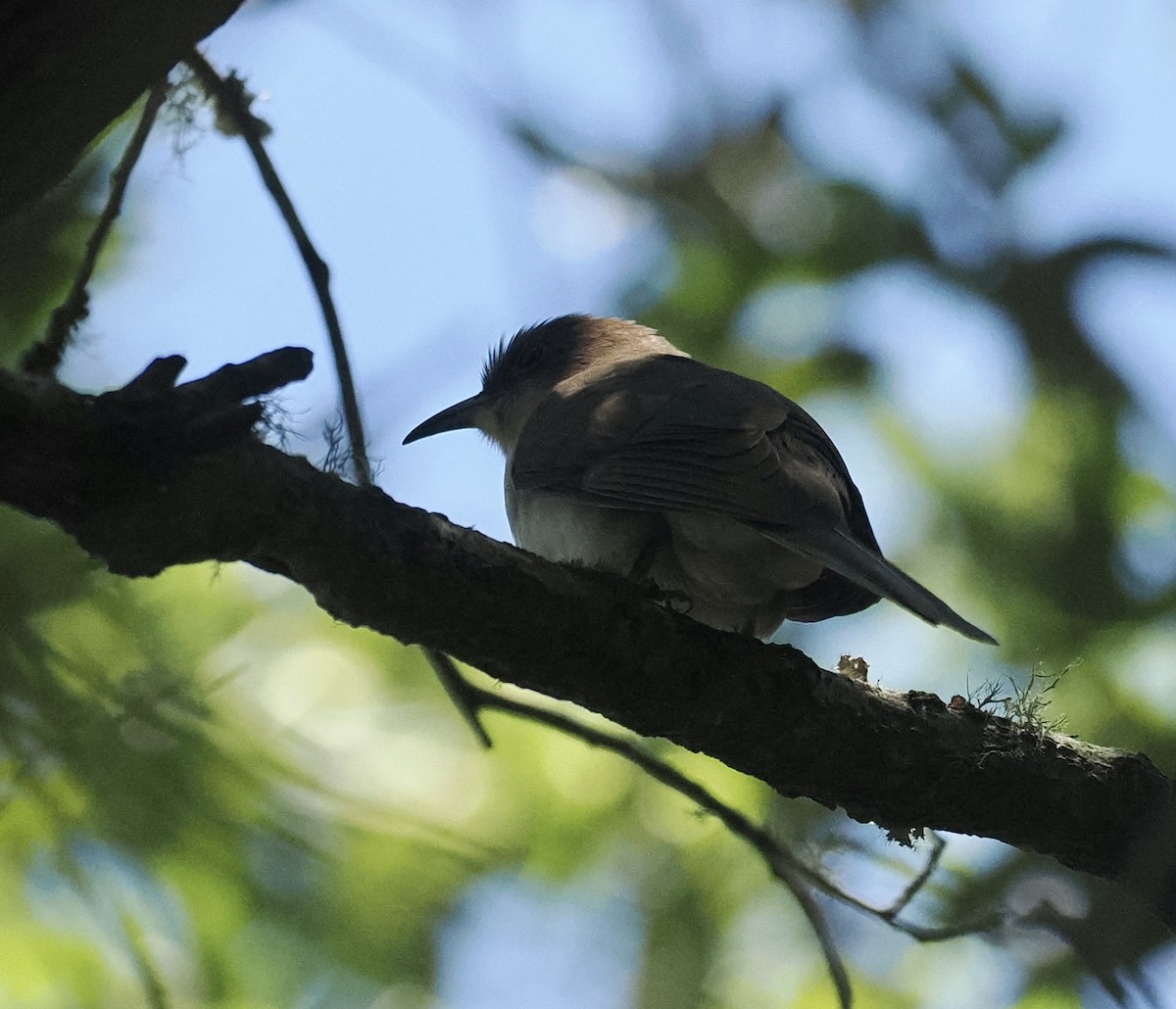 Black-billed Cuckoo - ML618686029