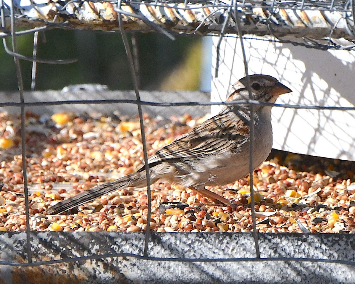 Rufous-winged Sparrow - ML618686063