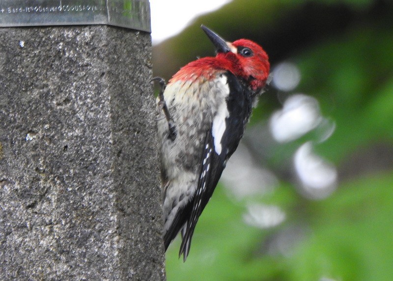 Red-breasted Sapsucker (ruber) - ML618686098