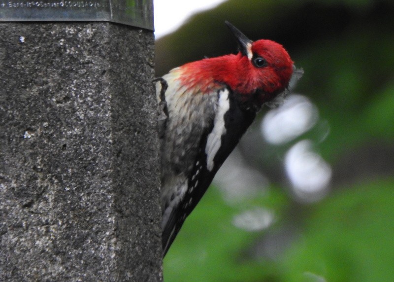 Red-breasted Sapsucker (ruber) - ML618686099
