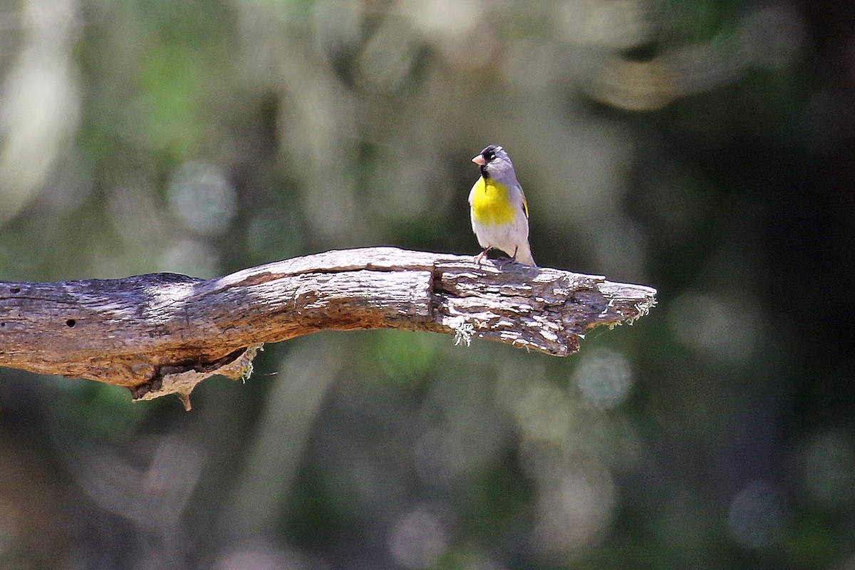 Lawrence's Goldfinch - ML618686107
