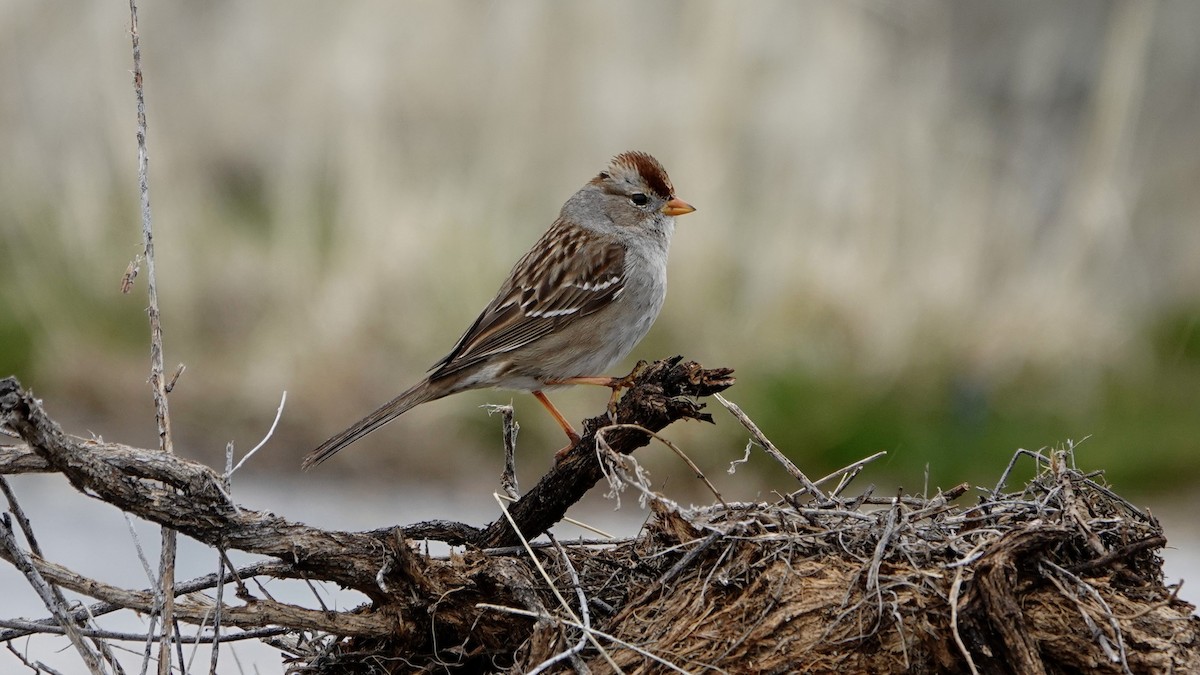 White-crowned Sparrow - ML618686117