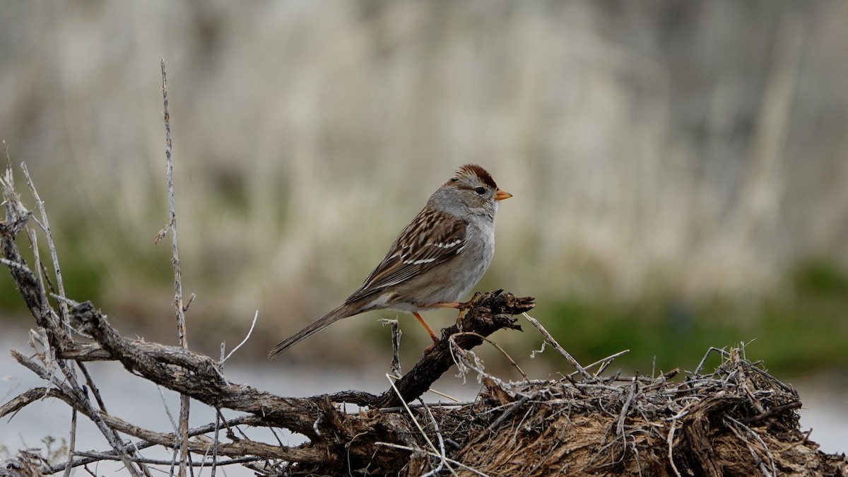 White-crowned Sparrow - ML618686143