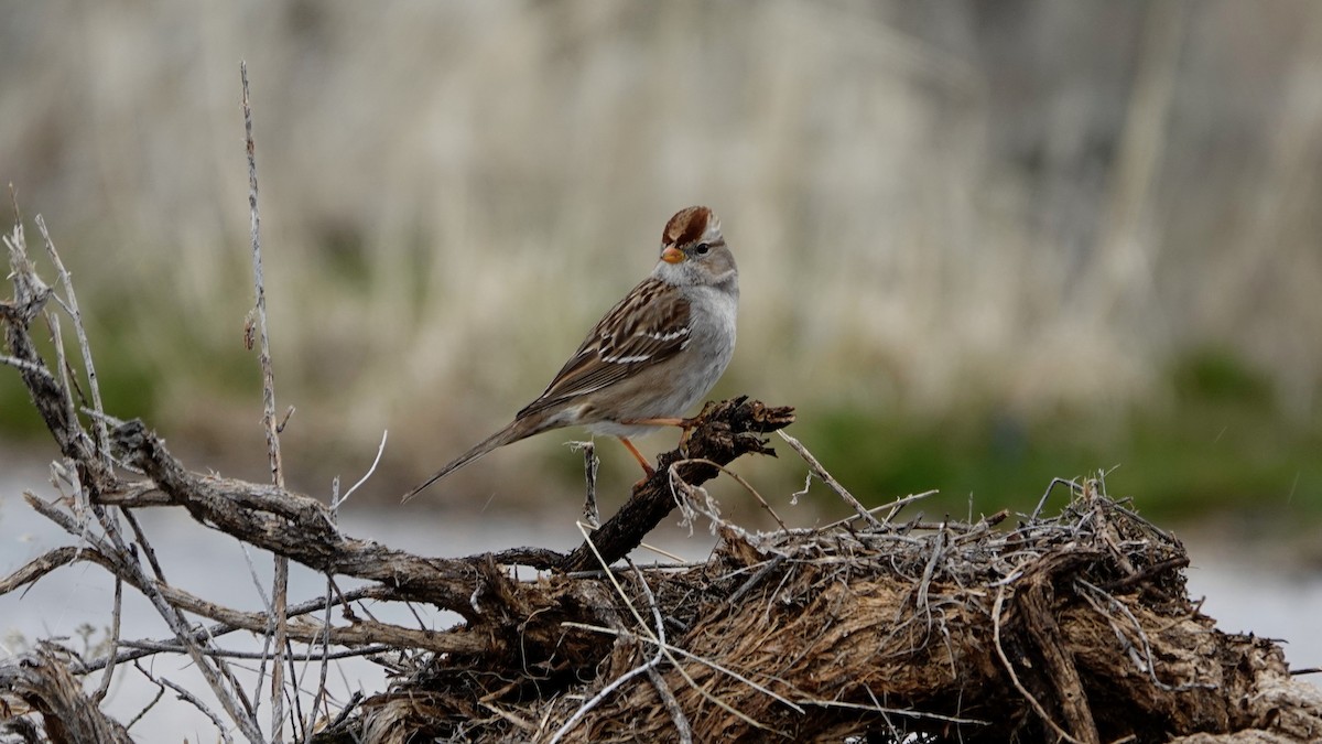 White-crowned Sparrow - Justus Crawford