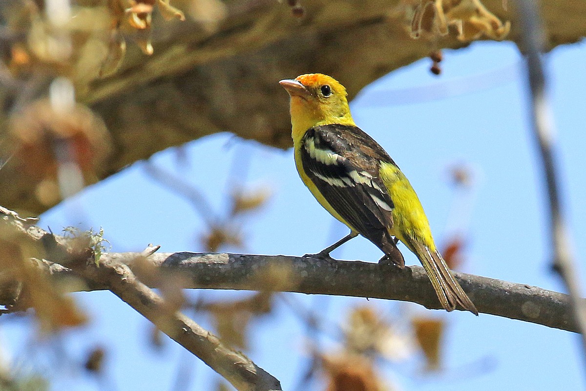 Western Tanager - ML618686154
