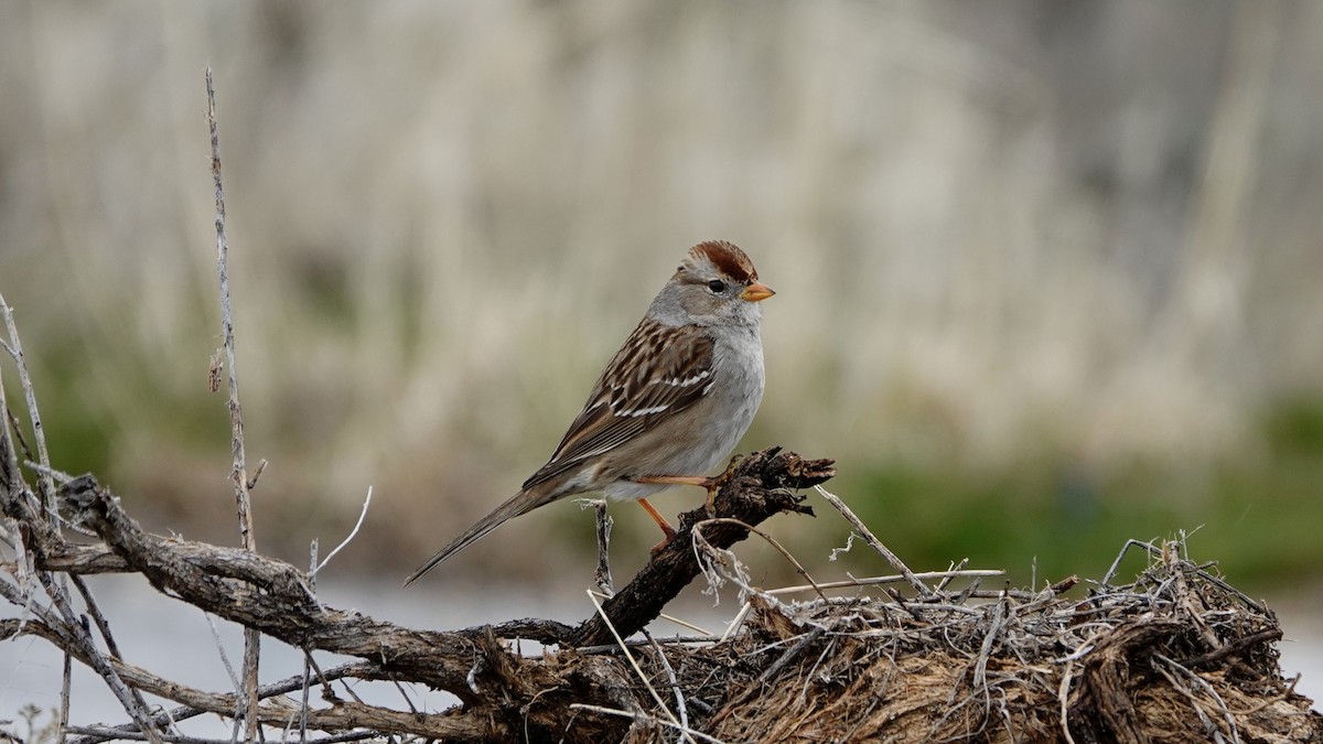 White-crowned Sparrow - ML618686158
