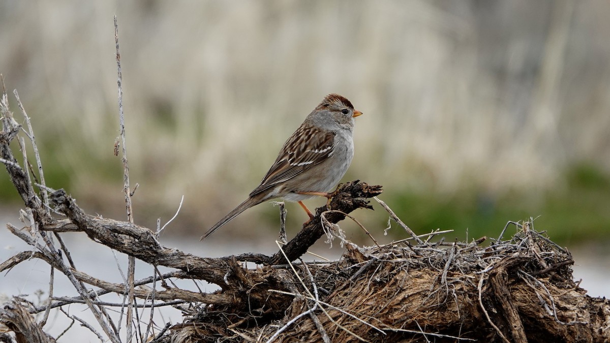 White-crowned Sparrow - Justus Crawford