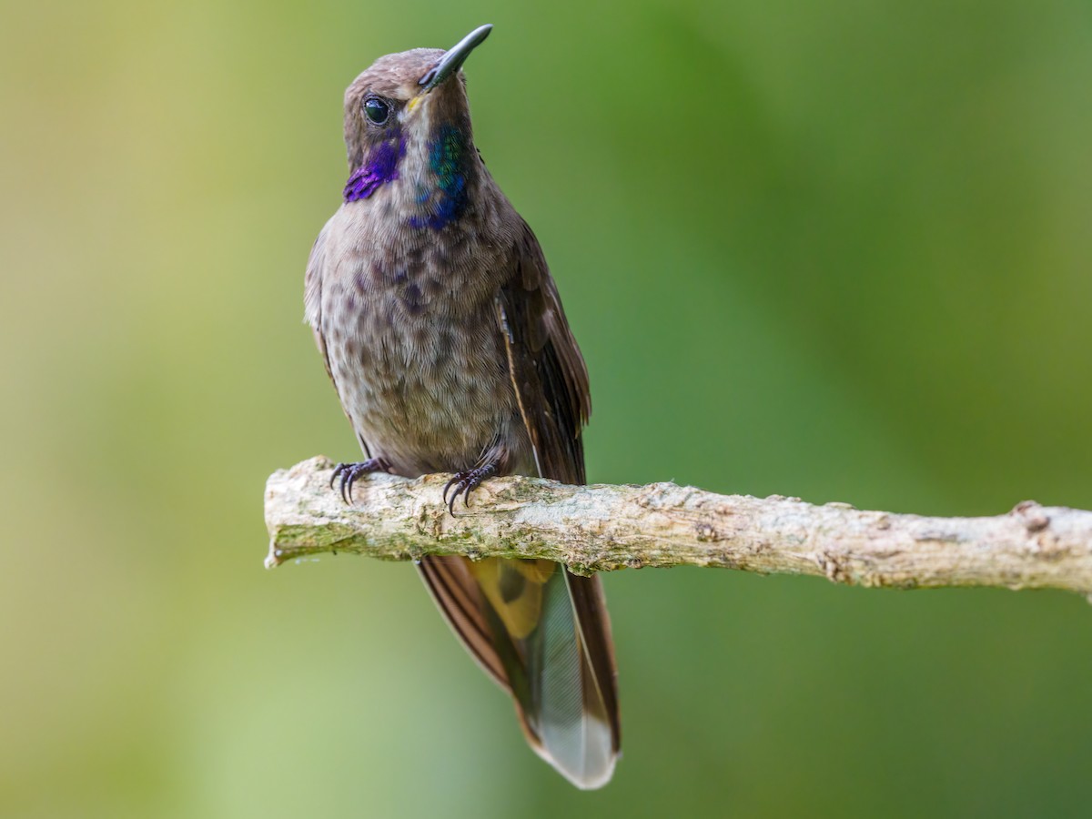 kolibřík fialovouchý - ML618686170