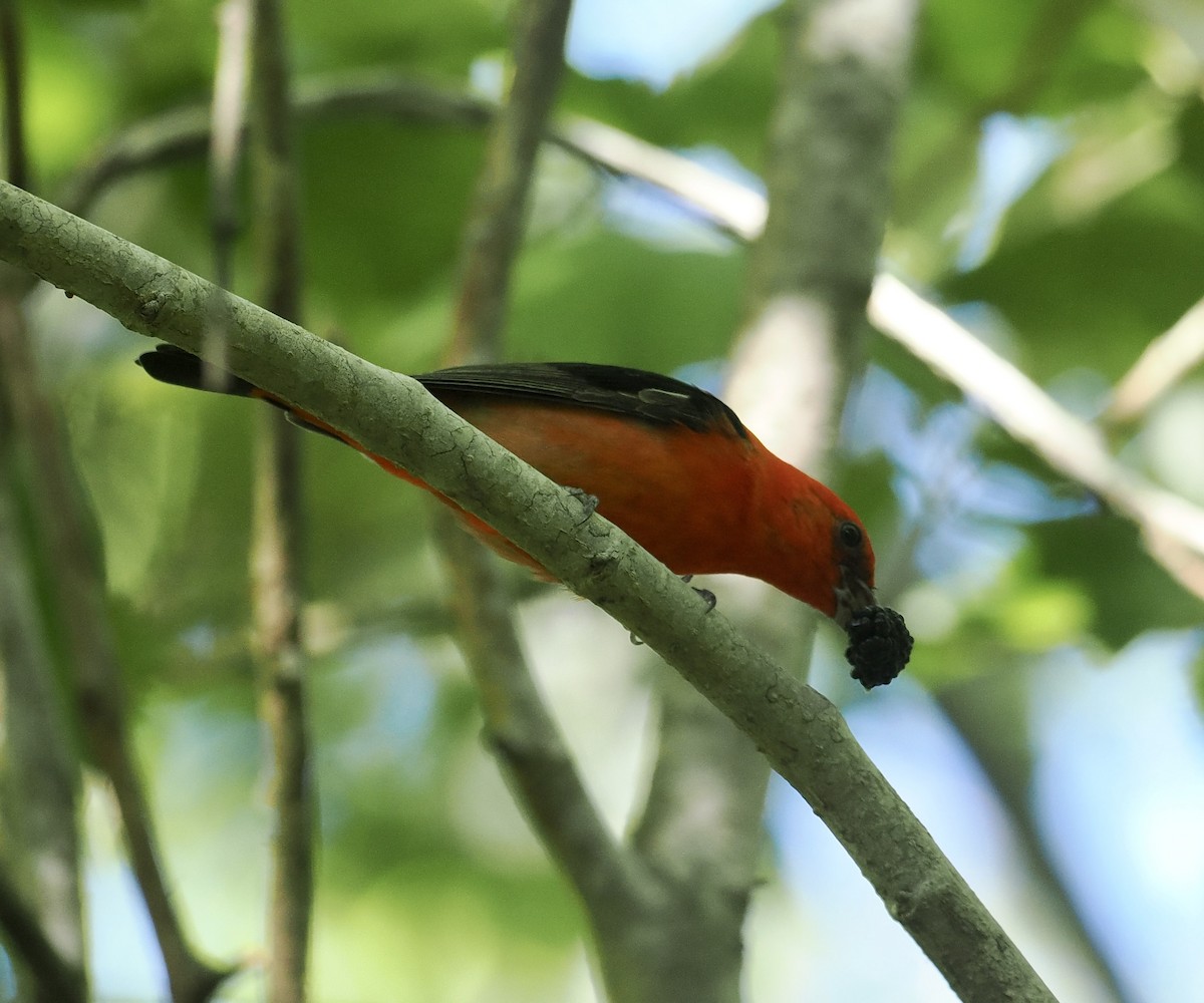 Scarlet Tanager - ML618686184
