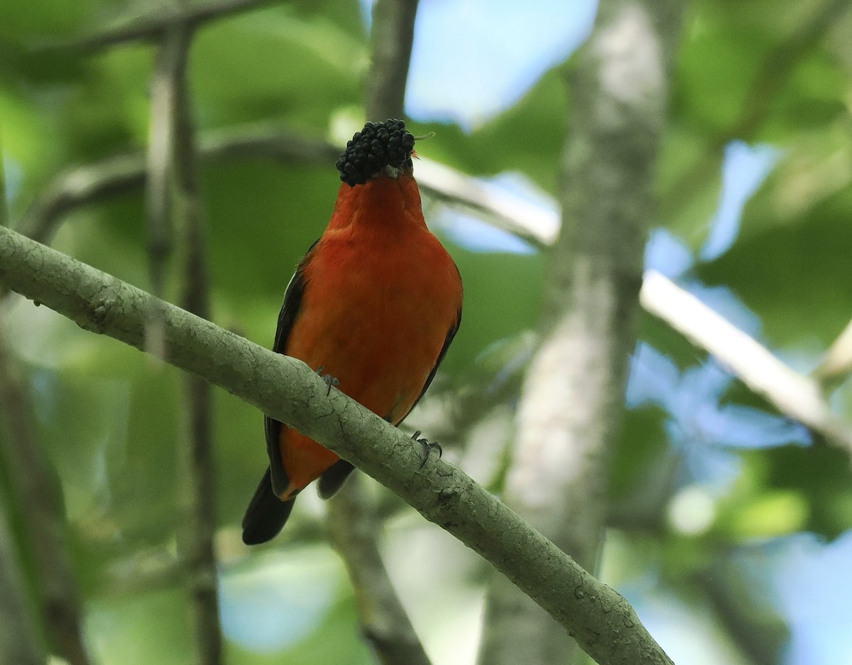 Scarlet Tanager - ML618686186