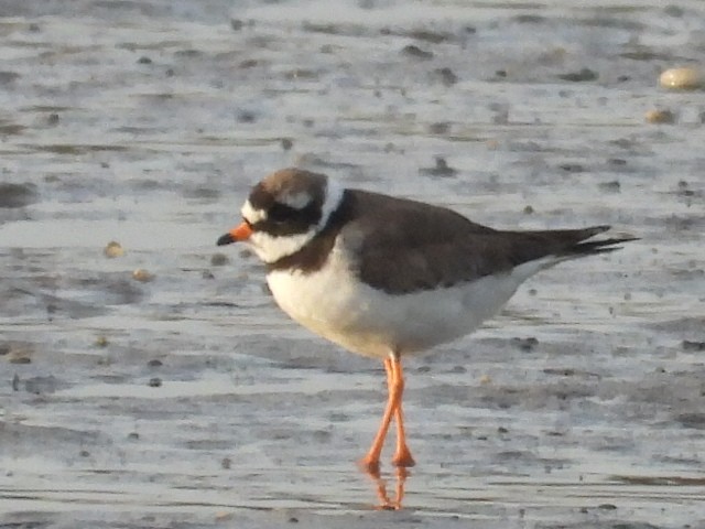 Common Ringed Plover - ML618686210
