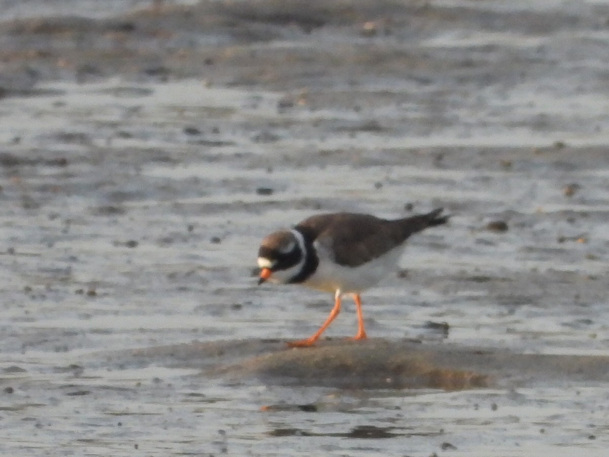Common Ringed Plover - ML618686212