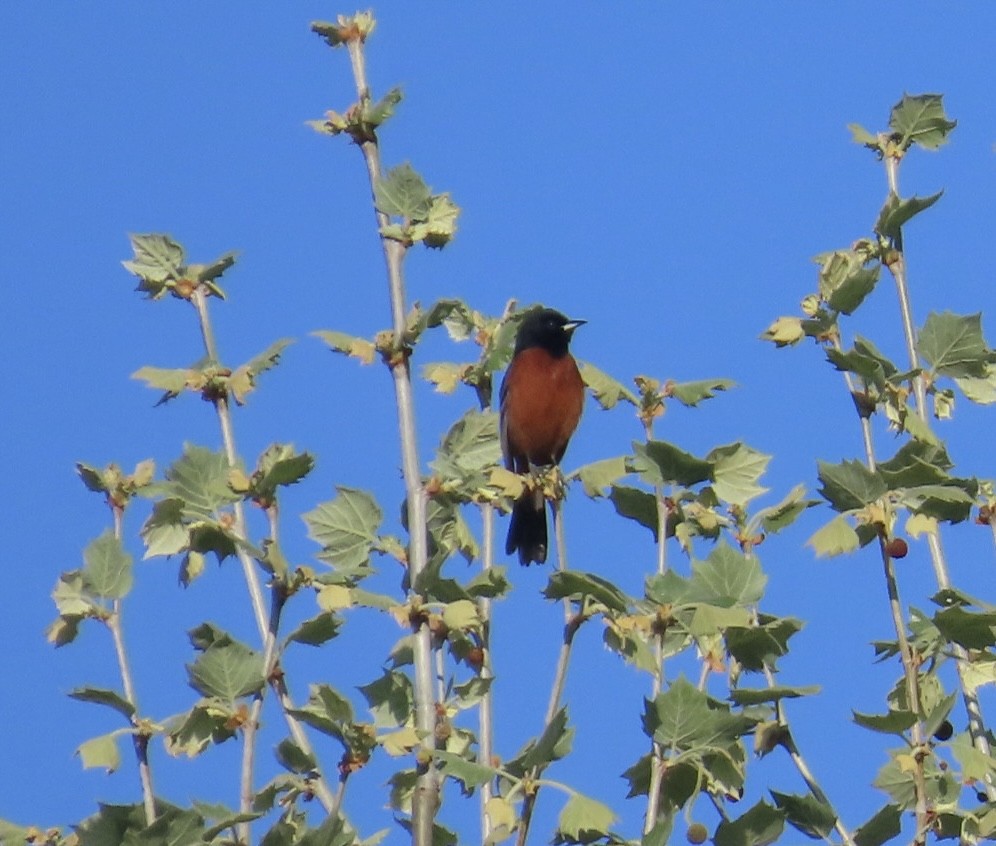 Orchard Oriole - ML618686216