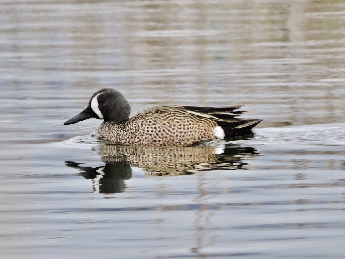 Blue-winged Teal - ML618686240