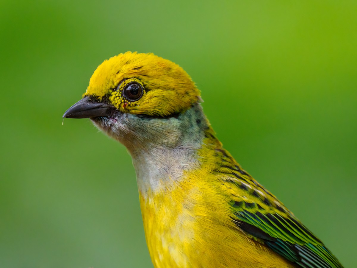 Silver-throated Tanager - ML618686244